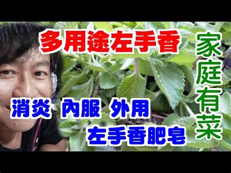 左手香可以放室內嗎|左手香適合放在室內嗎？園藝專家告訴你秘訣！ 